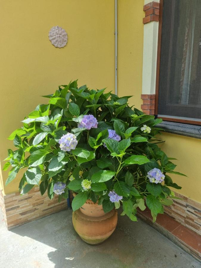 Bed and Breakfast Il Ruscello Maratea Exterior foto